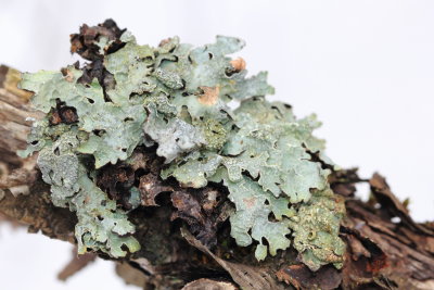 Shield Lichen (Parmelia sulcata)
