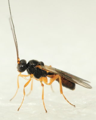 Biosteres sp. (Opiinae)
