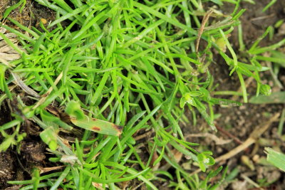 Birdeye Pearlwort (Sagina procumbens)