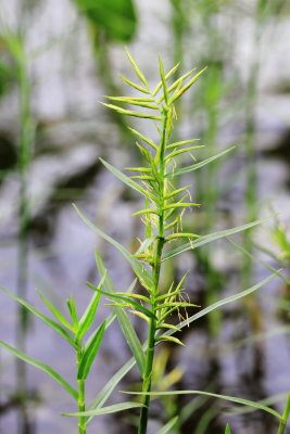 Three-way Sedge (Dulichium arundinaceum)