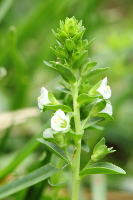 Thyme-leaved Speedwell (Veronica serpyllifolia)