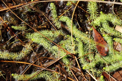 Flatleaf Bladderwort (Urticularia intermedia), family Lentibulariaceae