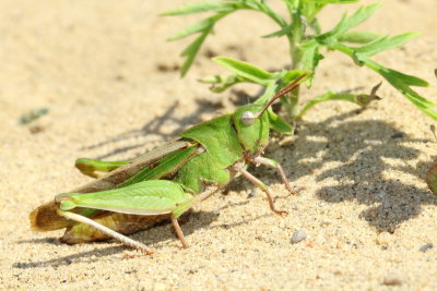 Green-striped Grasshopper (Chortophaga v. viridifasciata)