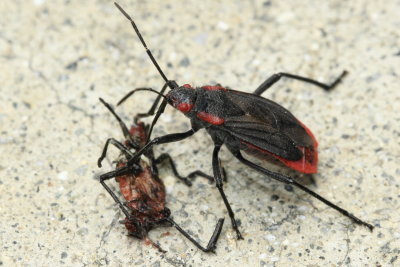 Red-shouldered Bug, Jadera haematoloma (Rhopalidae)