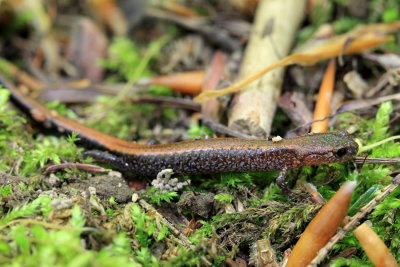 Red-backed Salamander (Plethodon cinereus)