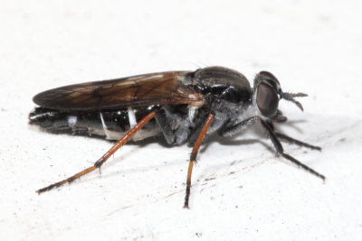 Stiletto Fly, Ozodiceromyia nigrimana (Therevidae)