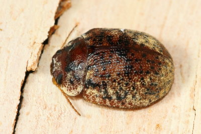 Australian Tortoise Beetle, Trachymela sloanei (Chrysomelidae)*