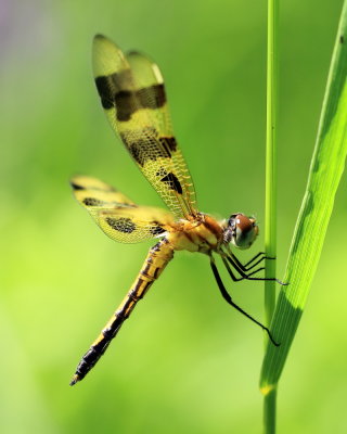 Halloween Pennant (Celithemis eponina)