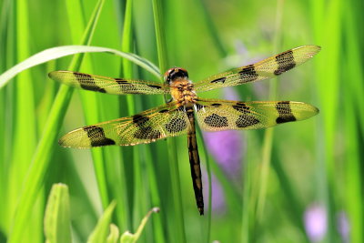 Halloween Pennant (Celithemis eponina)