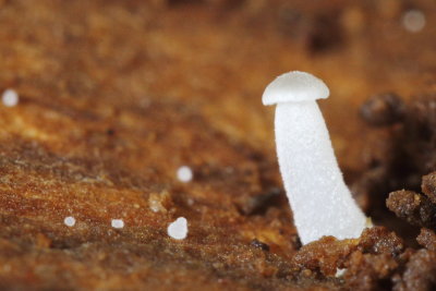Sprouting mushrooms