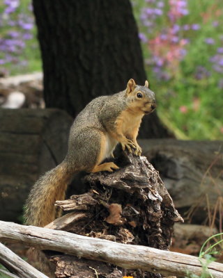 Fox Squirrel (Sciurus niger)