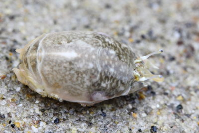 Pacific Mole Crab (Emerita analoga)