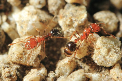 Imported Fire Ant, Solenopsis invicta (Formicidae)*