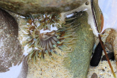 Starburst Anemone (Anthopleura sola)