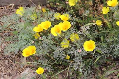 California Poppy (Eschscholzia californica)