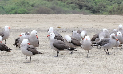 Heermann's Gull (Larus heermanni)