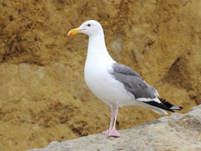 Western Gull (Larus occidentalis)