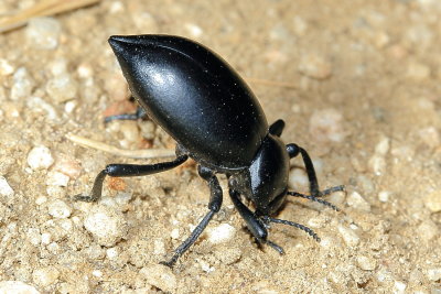Desert Stink Beetle, Eleodes acuticauda (Tenebrionidae)