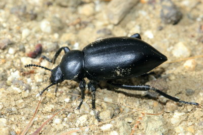 Desert Stink Beetle, Eleodes acuticauda (Tenebrionidae)