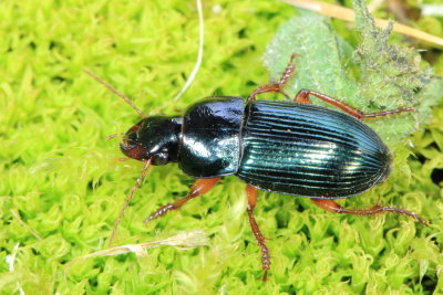 Family Carabidae - Ground Beetles