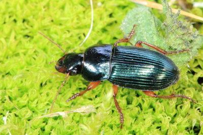 Subfamily Harpalinae