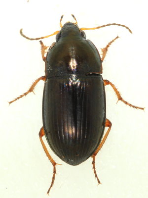 Amara sp.
