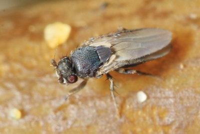 Thoracochaeta johnsoni (Sphaeroceridae)