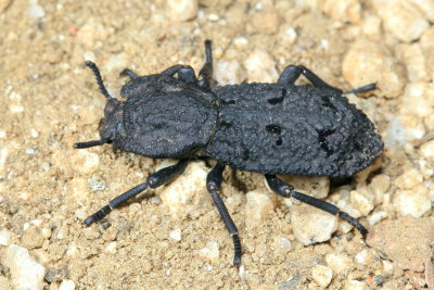 Diabolical Ironclad Beetle, Phloeodes diabolicus (Zopheridae)