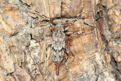 Acanthocinus pusillus (Lamiinae)