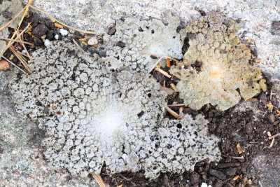Common Toadskin Lichen (Lasallia papulosa)