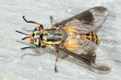 Chrysops lateralis