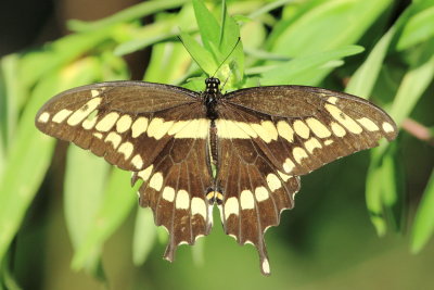 Giant Swallowtail (Papilio cresphontes)