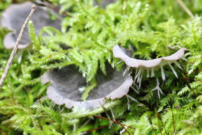 Dog Lichen (Peltigera canina)