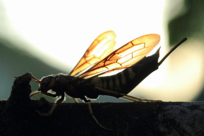 Pigeon Horntail (Tremex columba), family Siricidae