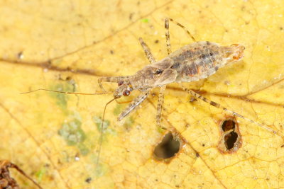 Hoplistoscelis pallescens