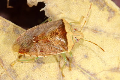 Family Pentatomidae - Stink Bugs Photo Gallery by Stephen Luk at