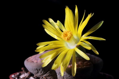 Living Stone (Lithops sp.)