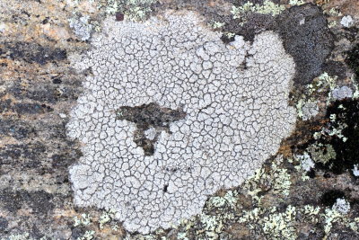 Crater Lichen (Diploschistes scruposus)