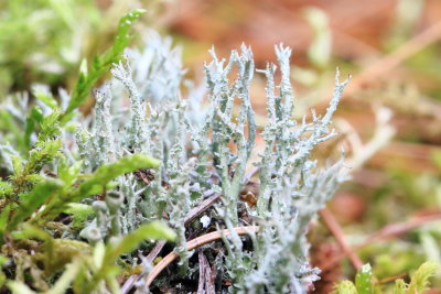 Dragon Horn (Cladonia squamosa)