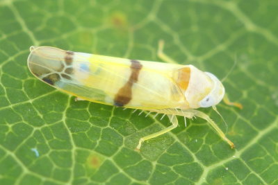 Empoa casta (Typhlocybinae)
