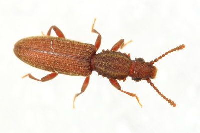 Merchant Grain Beetle (Oryzaephilus mercator)