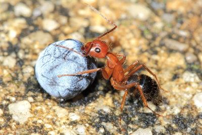 Florida Carpenter Ant, Camponotus floridanus (Formicidae)