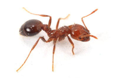 Imported Fire Ant, Solenopsis invicta (Formicidae)*