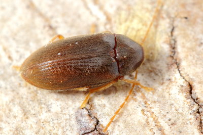 Toe-winged Beetle, Ptilodactyla sp. (Ptilodactylidae)