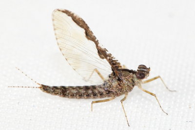 Mayfly, Callibaetis pretiosus (Baetidae)