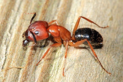 Florida Carpenter Ant, Camponotus floridanus (Formicidae)