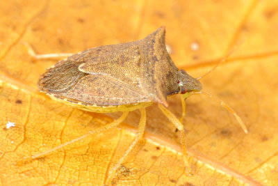 Stink Bug, Euschistus tristigmus tristigmus (Pentatomidae)