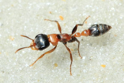 Slender Twig Ant, Pseudomyrmex gracilis (Formicidae)