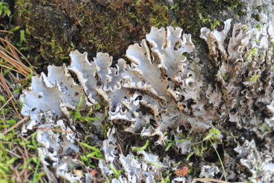 Dog Lichen (Peltigera membranacea)