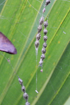 Trashline Orbweaver, Allocyclosa bifurca (Araneidae)